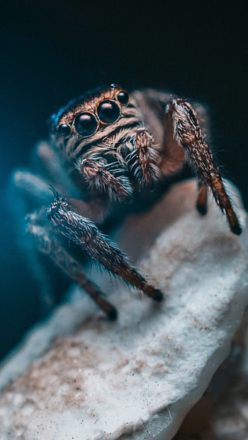 Spider, Pet spider, background, Animal companion HD phone wallpaper