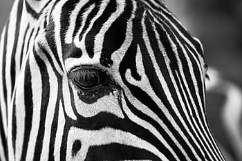 Detailed black and white close-up of a zebra's stripes highlighting texture and contrast. HD wallpaper