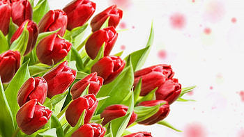 Plants, Flowers, Tulips HD wallpaper
