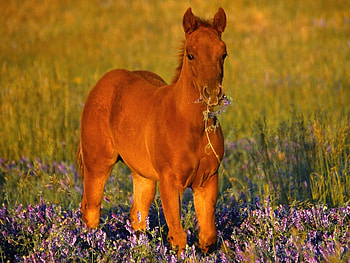 Animals, Horses HD wallpaper