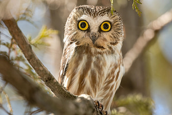 Northern Saw-whet Owl, eyes, owl, animals, tree HD wallpaper