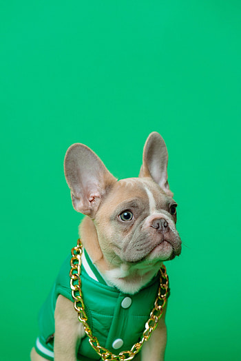 Animals, Dog, Pet, Chain, Bulldog, French Bulldog HD phone wallpaper