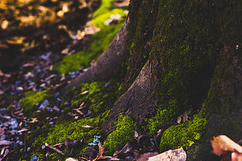 Nature, Autumn, Wood, Tree, Foliage, Moss, Trunk HD wallpaper