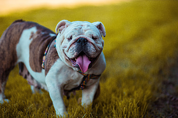 Animals, Dog, Muzzle, Protruding Tongue, Tongue Stuck Out, Bulldog HD wallpaper