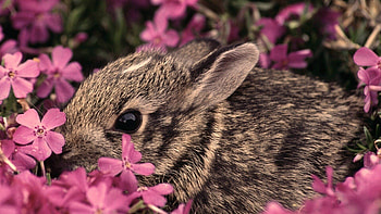 Top rabbit , Premium bunny backgrounds, Stunning graphs, Impeccable beauty HD wallpaper
