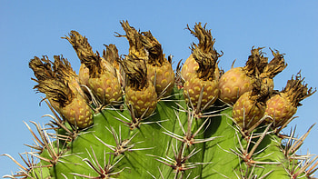 Flowers, Plant, Cactus, Cyprus, Ayia Napa, Aya Napa HD wallpaper