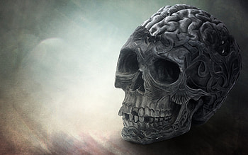 Brain Skull, brain, skull, creative, graphics HD wallpaper
