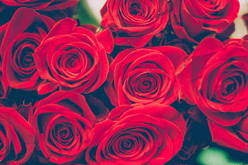 Beautiful close-up of red roses, perfect for romantic occasions or celebrations. HD wallpaper