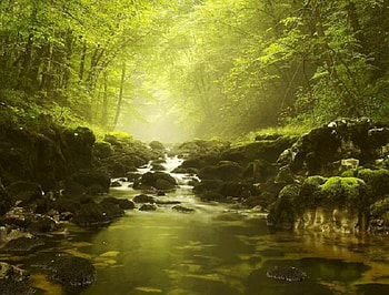 Tranquility, river, moss, green, rocks, forest, stones HD wallpaper