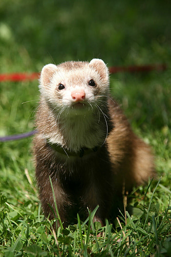 Weasel facts, Slender bodies, Devoted hunters, Quick reflexes HD phone wallpaper