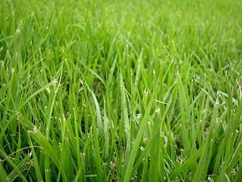 Plants, Grass, Background HD wallpaper