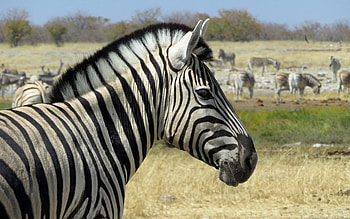 Zebras, stripes, Africa, animals HD wallpaper