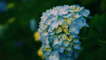 Flowers, Light, Petals, Blur, Smooth, Close-Up, Light Coloured, Hydrangeas HD wallpaper