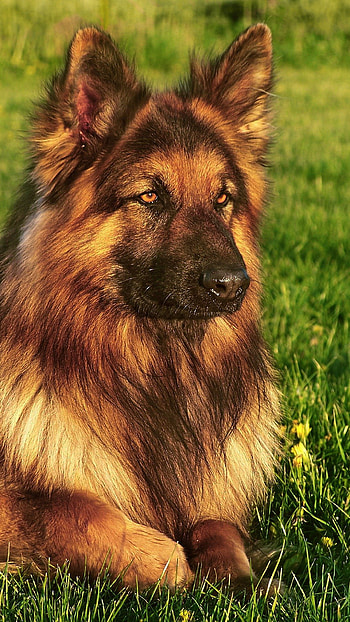 Dogs, Breed Dog HD phone wallpaper