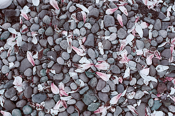 Stones, Leaves, Miscellanea, Miscellaneous, Magnolia, Magnolias HD wallpaper