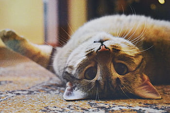 Cute domestic cat lying upside down on a carpet with whiskers showing, looking playful and relaxed. HD wallpaper