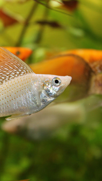 Mollienesia , , Fish aquarium water, Underwater worlds HD phone wallpaper