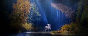 Unicorn , Fairy tale mythical, Light beam forest, Woods fantasy HD wallpaper