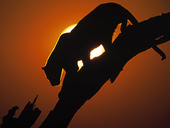 Animals, Sun, Lions HD wallpaper