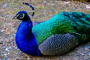 Close-up of a vivid peacock displaying its colorful plumage outdoors. HD wallpaper