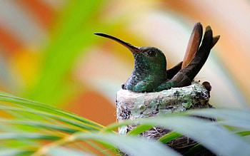 Animals, Humming-Birds, Bird, Nest HD wallpaper
