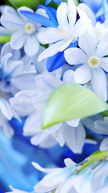 Blue Flowers, Blue, Flowers, Nature HD phone wallpaper