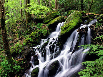 Nature, Stones, Waterfall, Forest, Cascades, Moss HD wallpaper