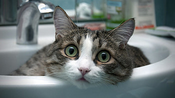Who are you?, really, cat, it, is HD wallpaper