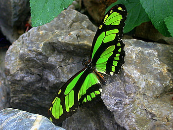 Longwing, butterfly, rocks, green and black HD wallpaper