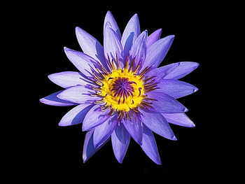lavendar, purple, cute, super, flower HD wallpaper