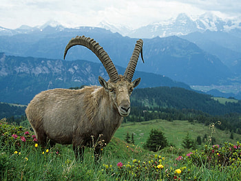 Animals, Flowers, Grass, Sky, Stroll, Goat HD wallpaper
