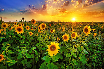 Sunrise over sunflowers, summer, golden, sunflowers, field, sky, beautiful, sun, sunrise HD wallpaper
