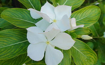 Plants, Flowers HD wallpaper