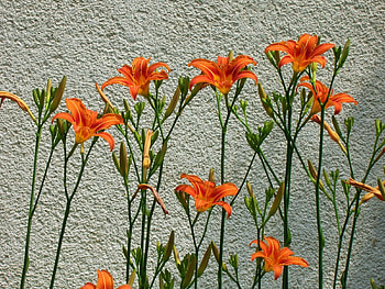 Flowers, Lilies, Wall, Row HD wallpaper