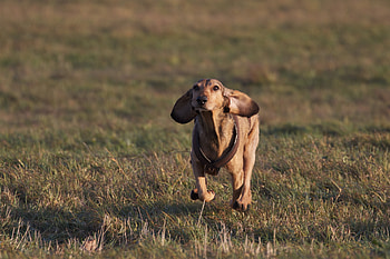 Animals, Grass, Dog, Field, Direction, Run, Running HD wallpaper