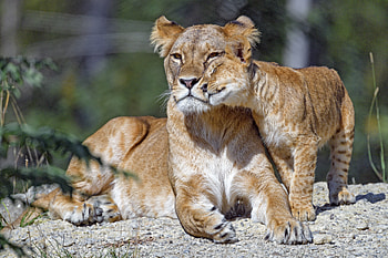 Animals, Young, Big Cat, Lioness, Nice, Family, Care, Joey, Nicely HD wallpaper