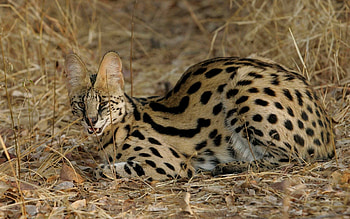 Animals, Grass, Cat, Aggression, To Lie Down, Lie, Spotted, Spotty, Serval HD wallpaper