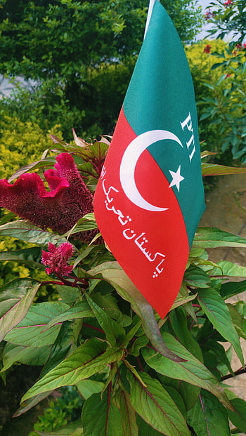 PTI imran khan, green, terrestrial_plant HD phone wallpaper