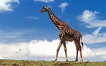 Animals, Giraffes HD wallpaper