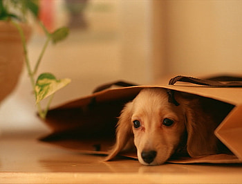 Playful pup, dog, tile, bag, floor, cute, playful, puppy, pup, plant, brown, playing, face, hiding HD wallpaper