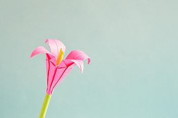 Pink 4 Petaled Flower, pink, flowers HD wallpaper