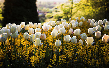 Nature, Flowers, Grass, Tulips, Polyana, Glade HD wallpaper