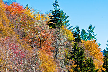 Nature, Trees, Autumn HD wallpaper
