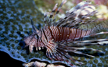 Animals, Underwater World, To Swim, Swim, Fish, Variety HD wallpaper