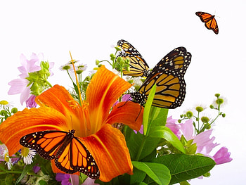 Butterflies, Insects HD wallpaper