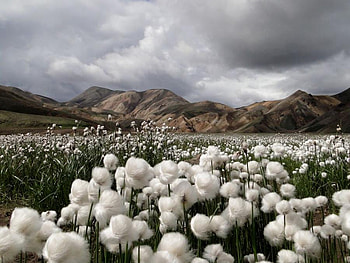 cotton grass field, field, landscape, iceland, nature, cottongrass HD wallpaper