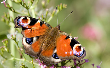 Butterfly Dreams, peacock, butterfly HD wallpaper