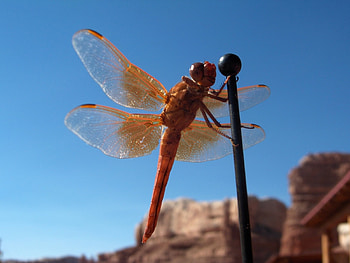 Insects, Dragonflies HD wallpaper