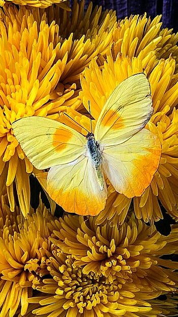 Yellow Butterfly, Adorable, Background HD phone wallpaper