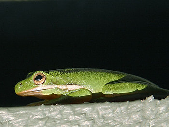 GREEN TREE FROG, frog, sitting, green, tree HD wallpaper
